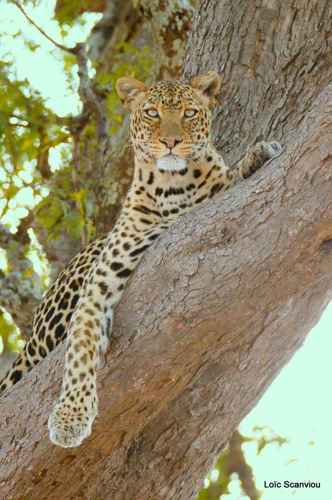 Léopard dans un arbre (6)