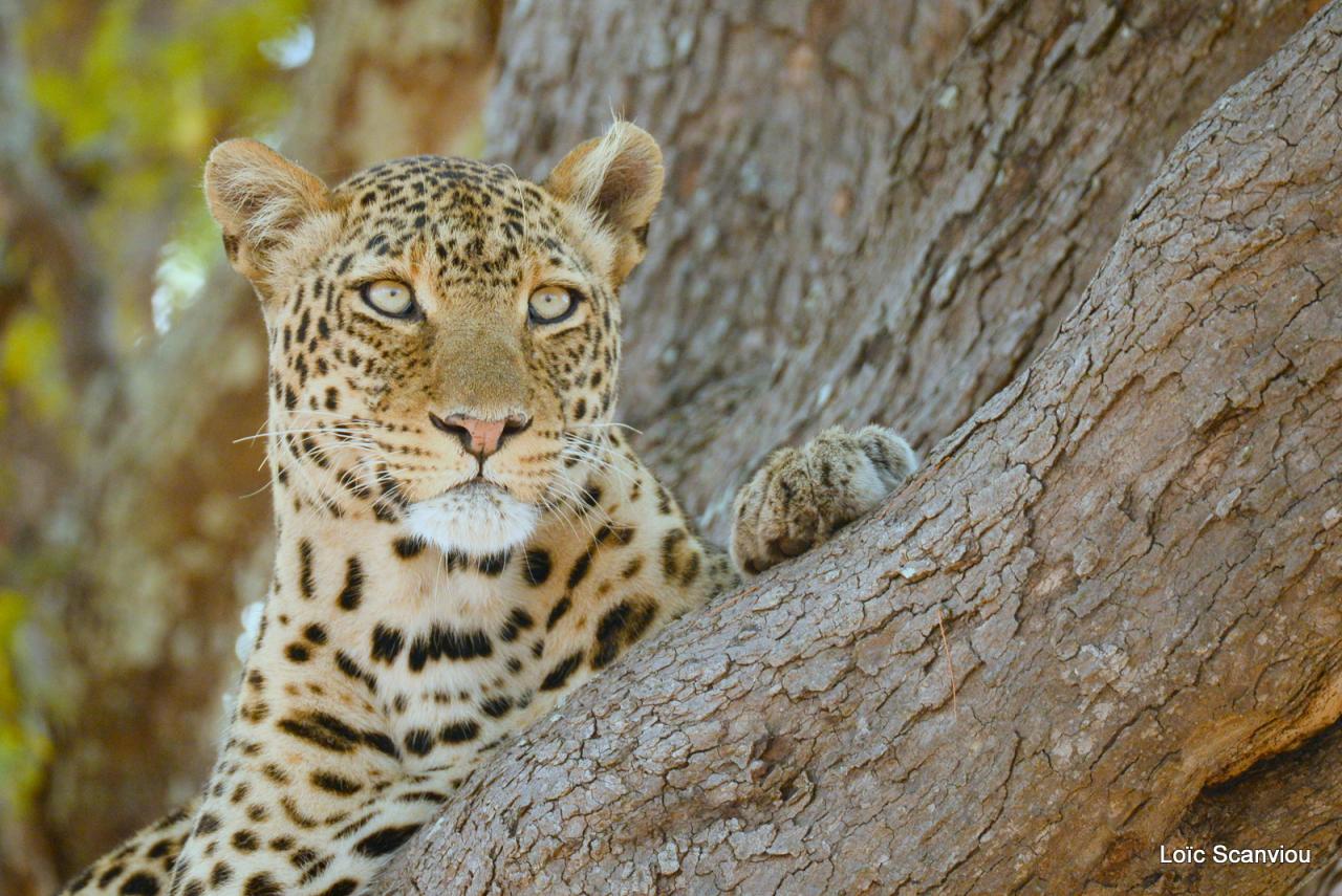 Léopard dans un arbre (7)