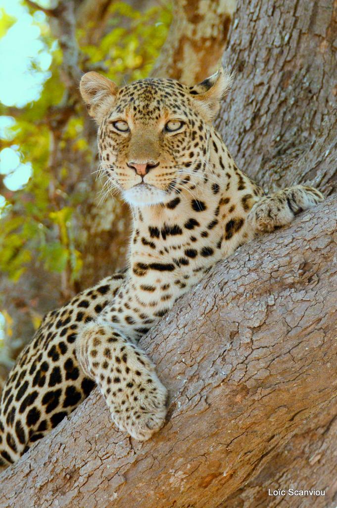 Léopard dans un arbre (8)