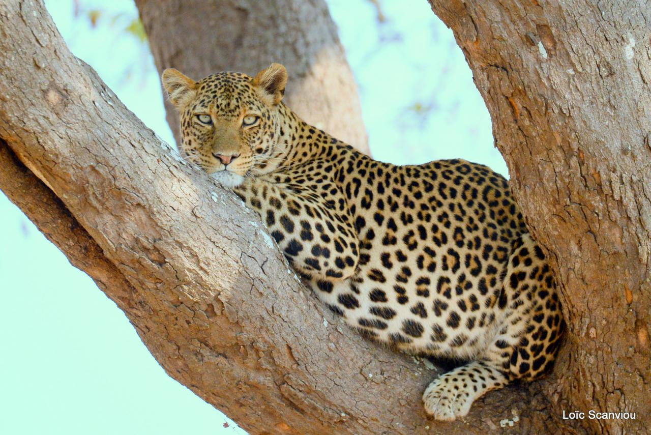 Léopard dans un arbre (10)