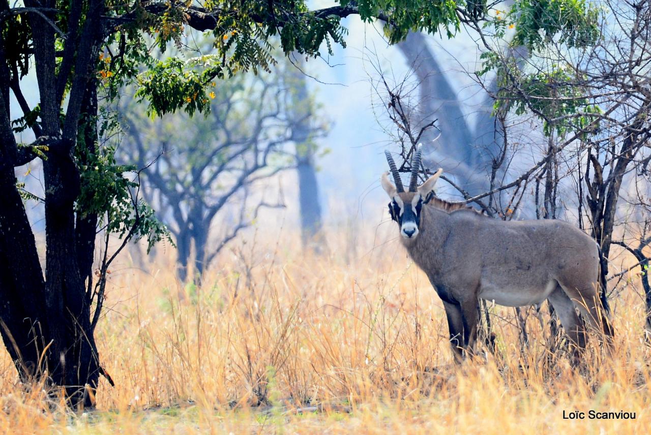 Antilope rouanne/Roan Antelope (1)