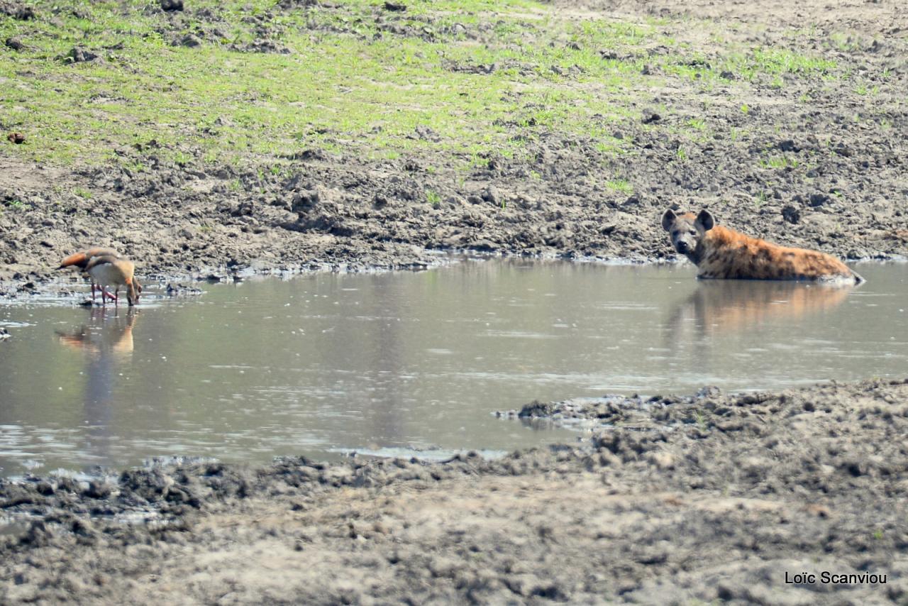 Hyène tachetée/Spotted Hyena (4)