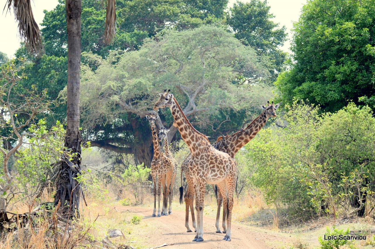 Girafe/Giraffe (14)