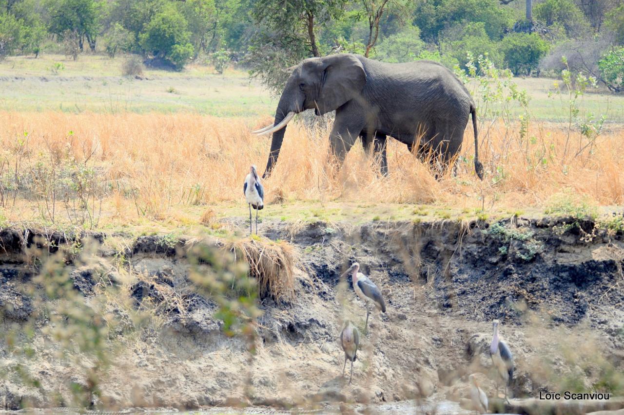 Eléphant (21)