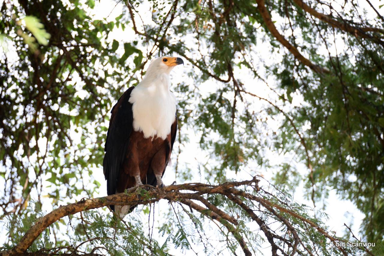 Aigle vocifère/African Fish Eagle (5)