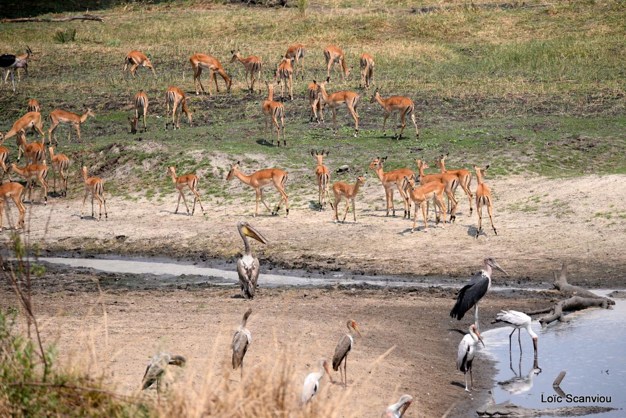 Impalas, marabout, pélicans et tantale ibis (1)