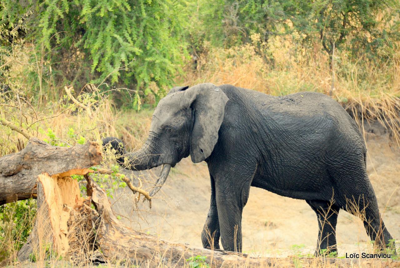 Eléphant (22)