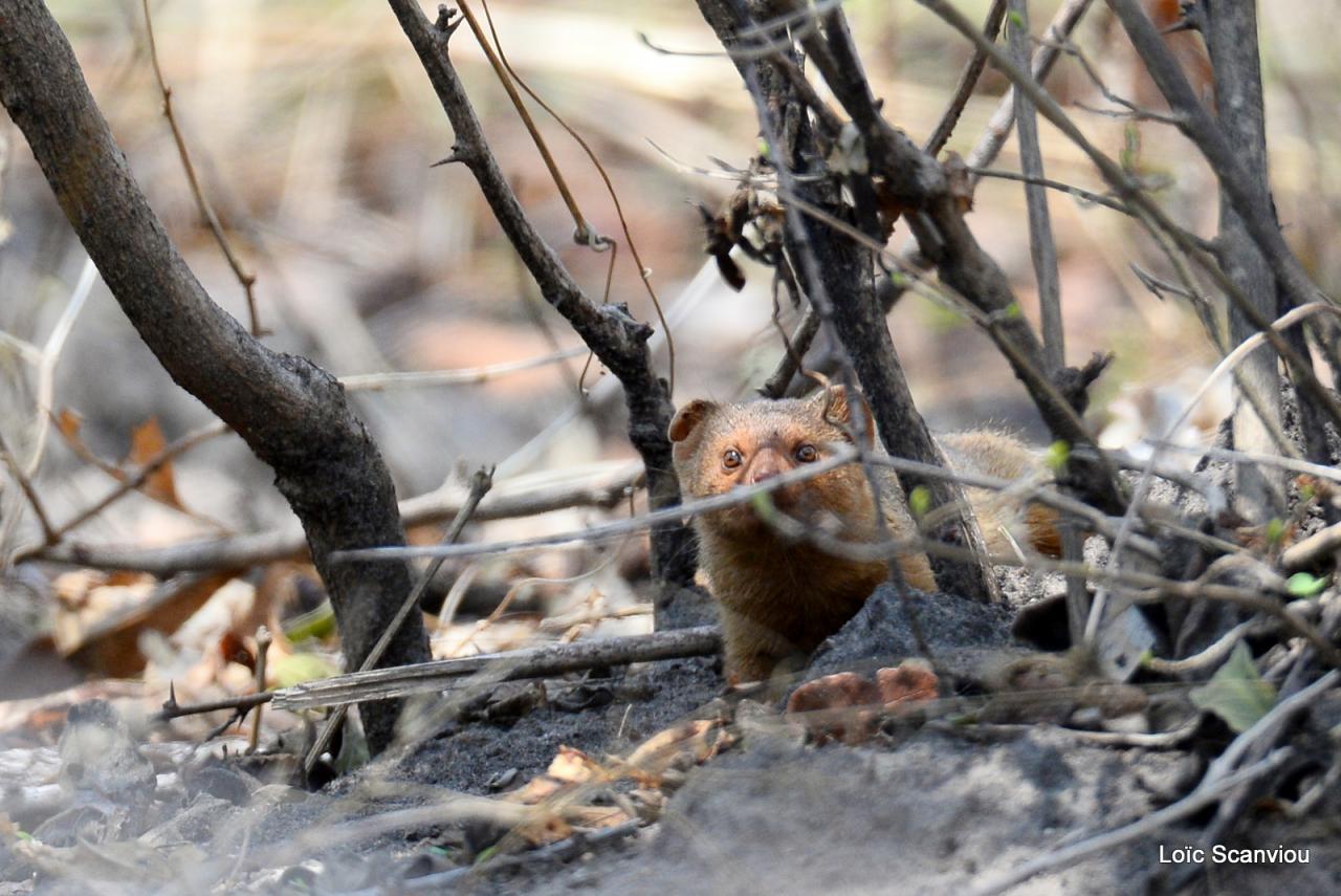 Mangouste/Mongoose (1)