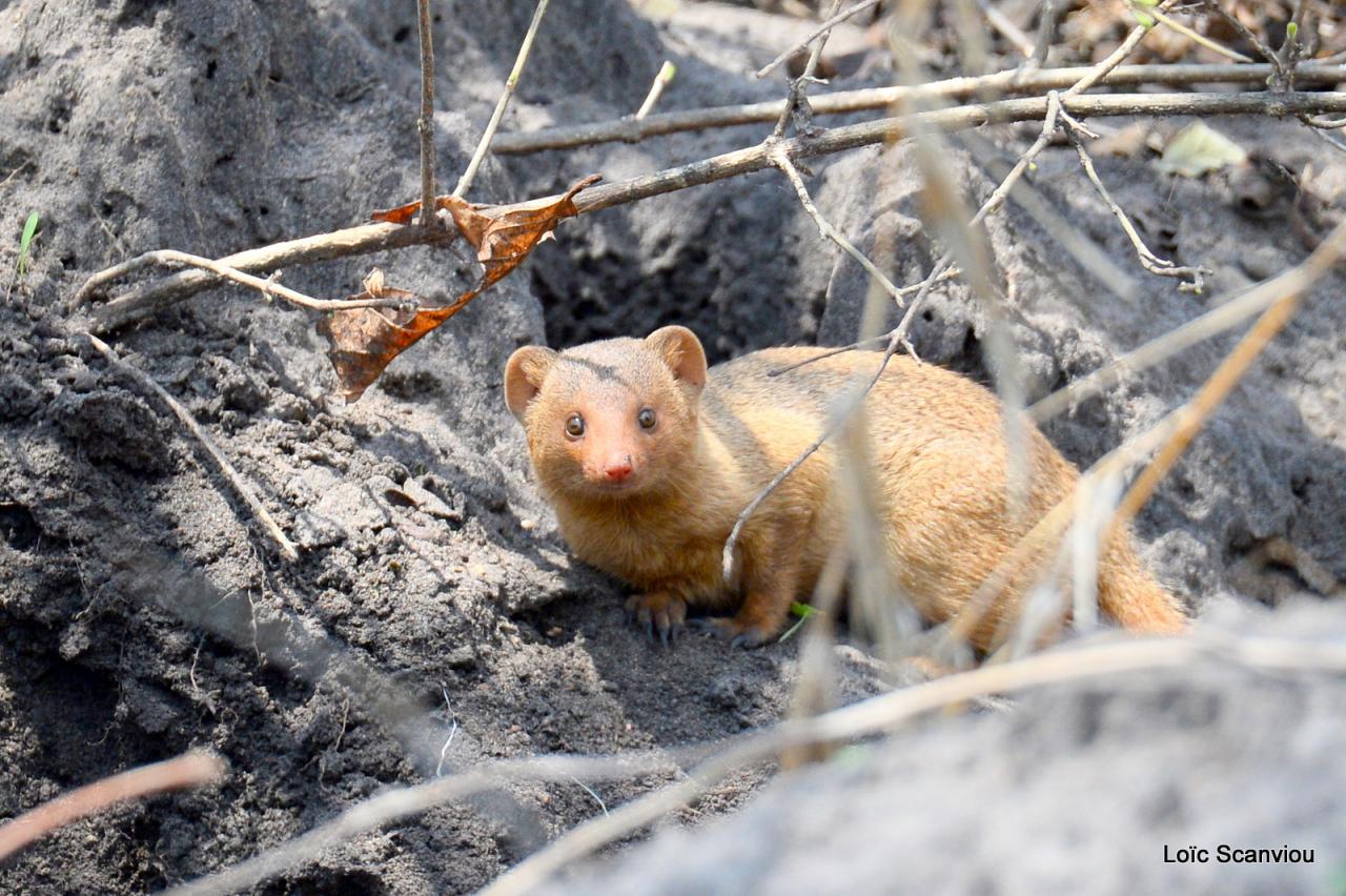 Mangouste/Mongoose (2)