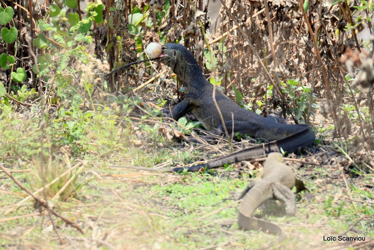 Varan du Nil/African monitor (5)