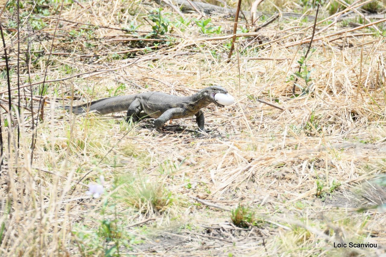 Varan du Nil/African monitor (6)