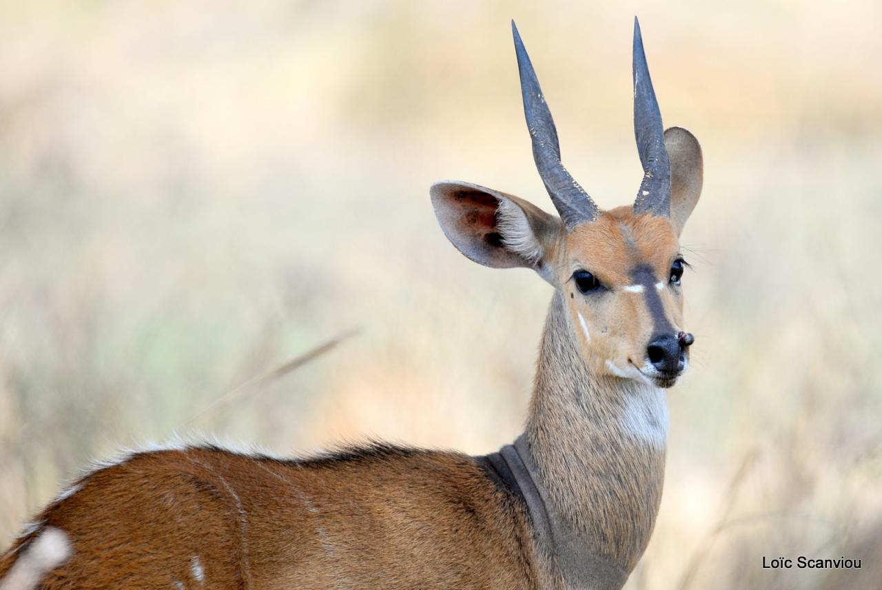 Guib harnaché/Bushbuck (2)