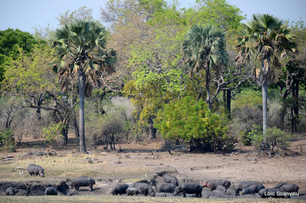 Hippopotame/Hippopotamus (29)