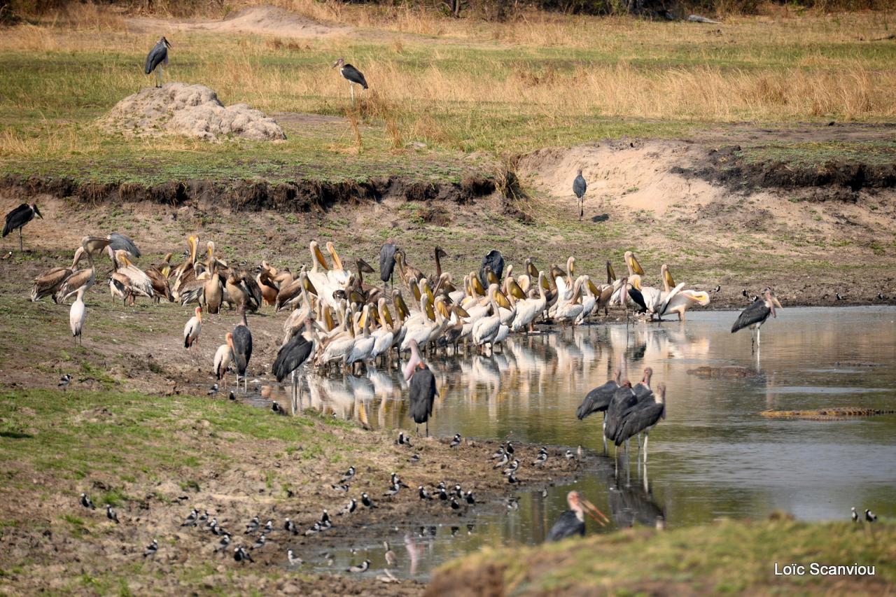 Marabouts, pélicans et tantale ibis (1)
