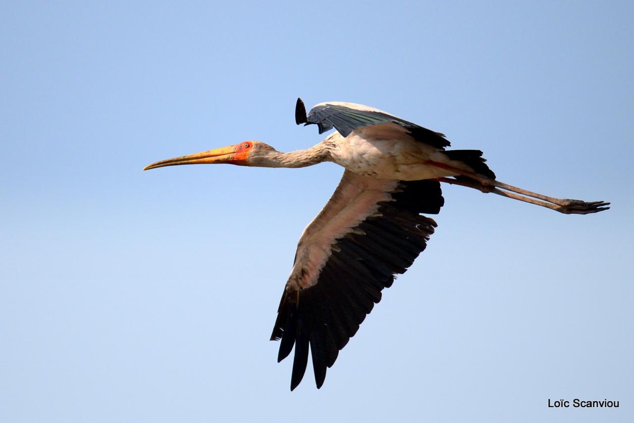 Tantale ibis/Yellow-billed Stork (1)
