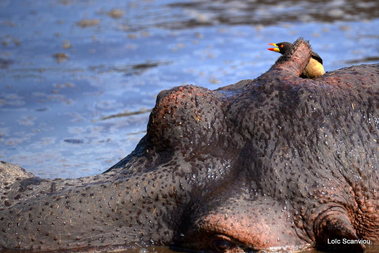 Hippopotame/Hippopotamus (30)