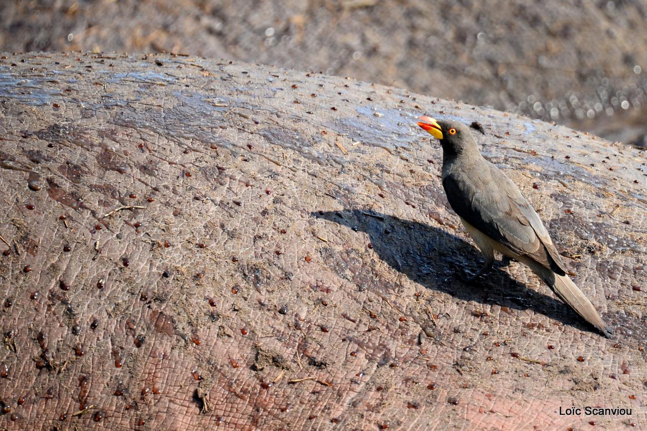 Pique-boeuf à bec jaune/Yellow-billed Oxpecker (2)
