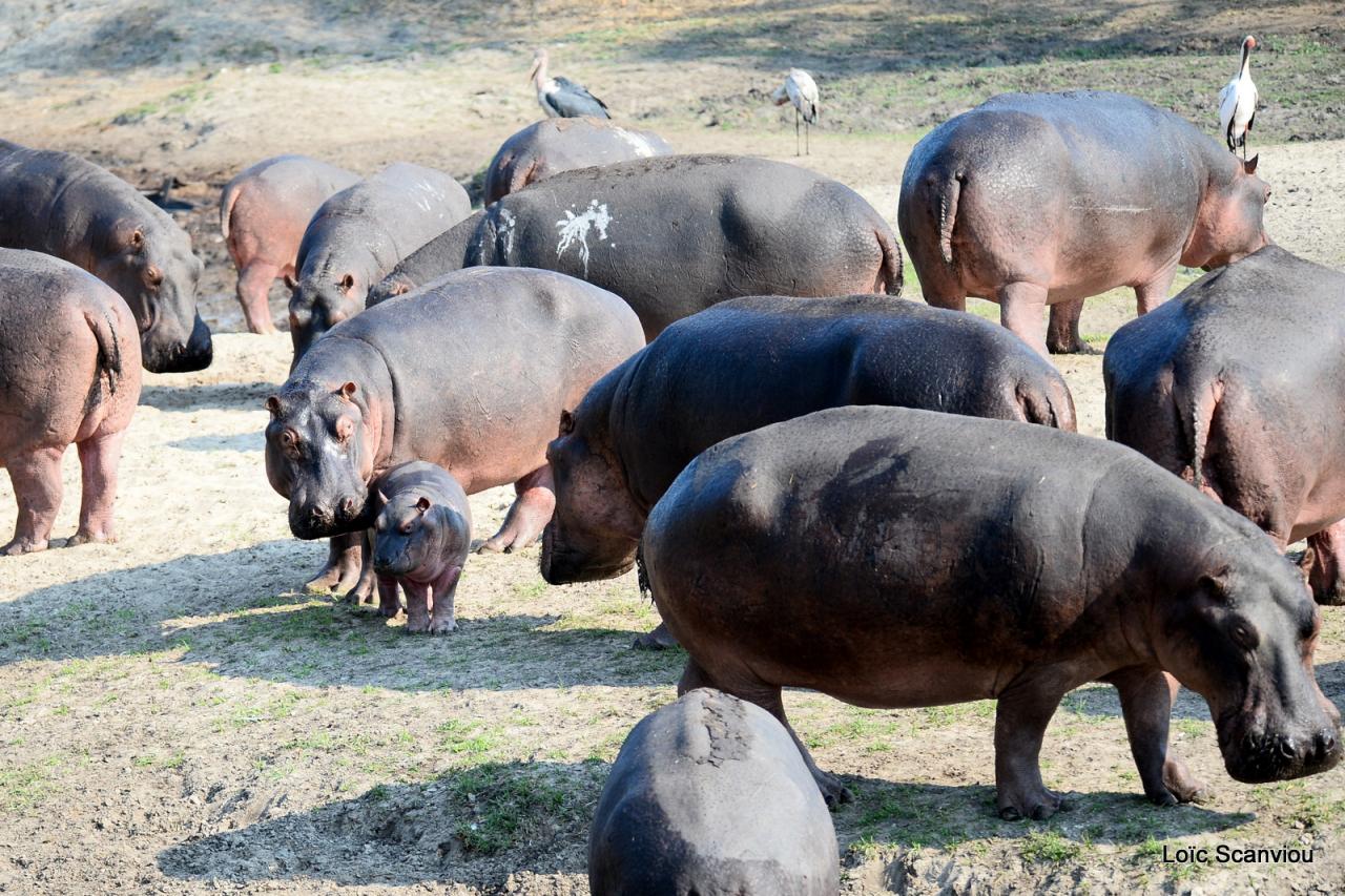 Hippopotame/Hippopotamus (33)