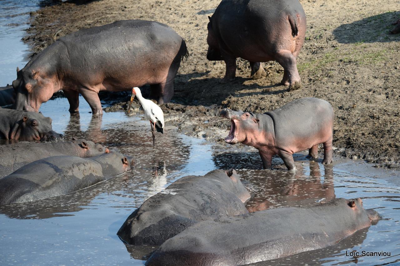 Hippopotame/Hippopotamus (34)