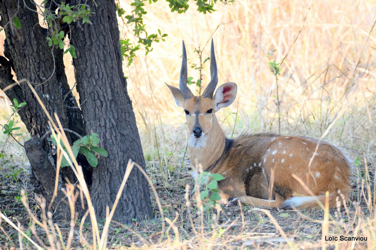 Guib harnaché/Bushbuck (3)