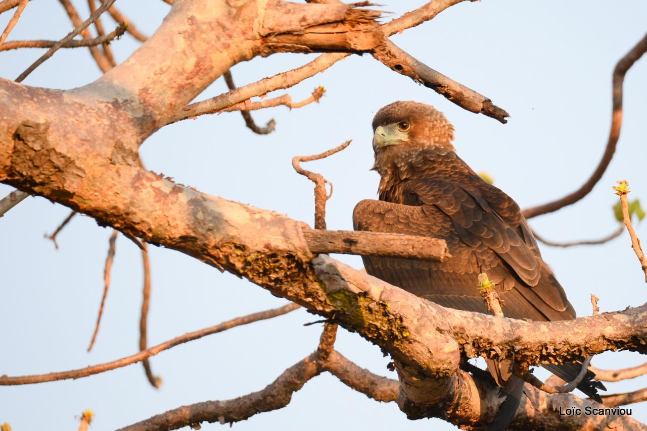 Aigle bateleur juvénile/Juvenile Bateleur Eagle (3)
