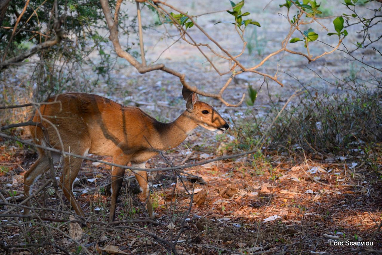 Guib harnaché/Bushbuck (4)