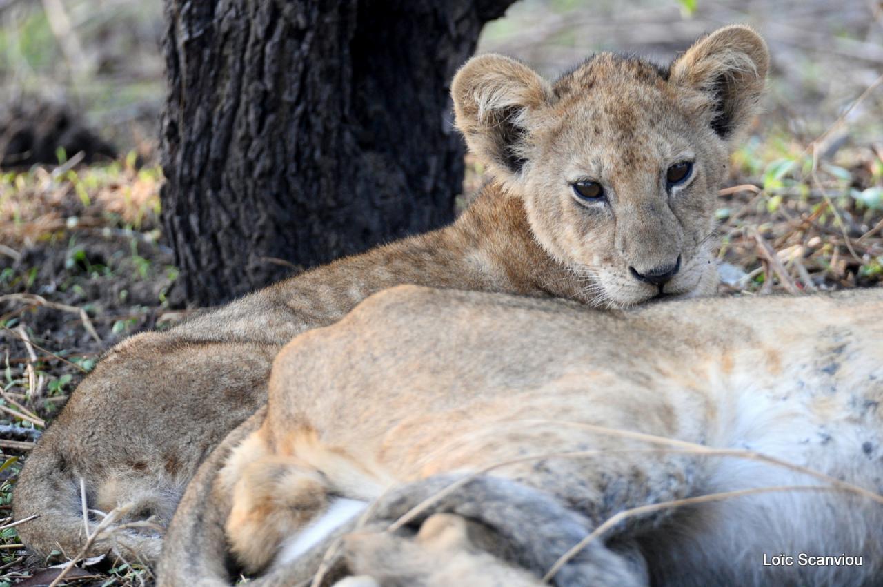 Lion (33)