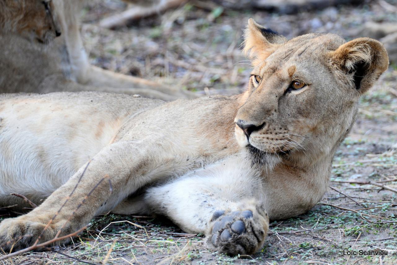 Lion (34)
