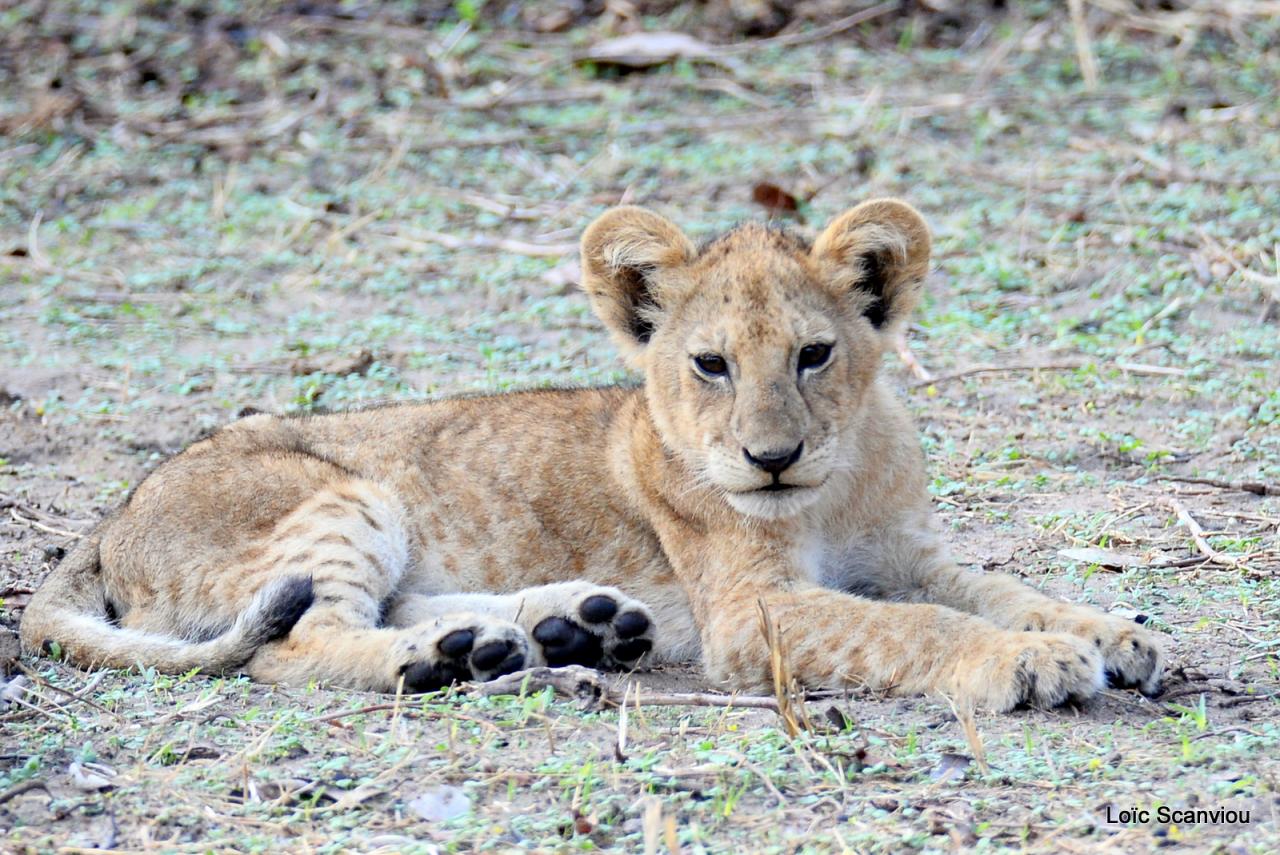 Lion (35)