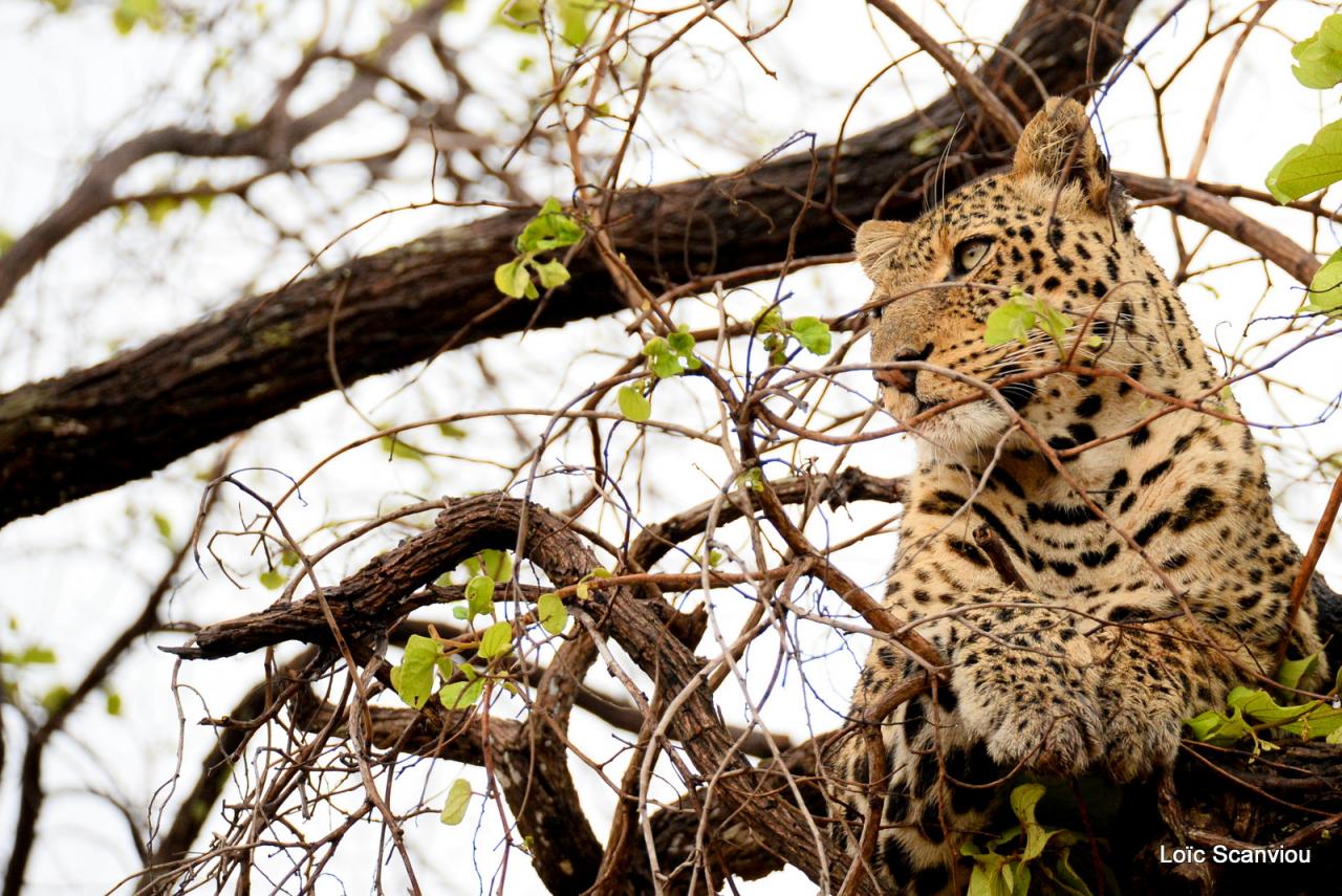 Léopard se reposant dans un arbre (2)