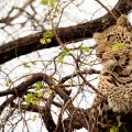 Léopard se reposant dans un arbre (2)