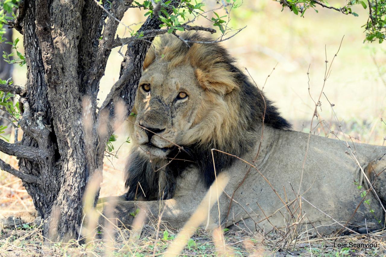 Lion (36)