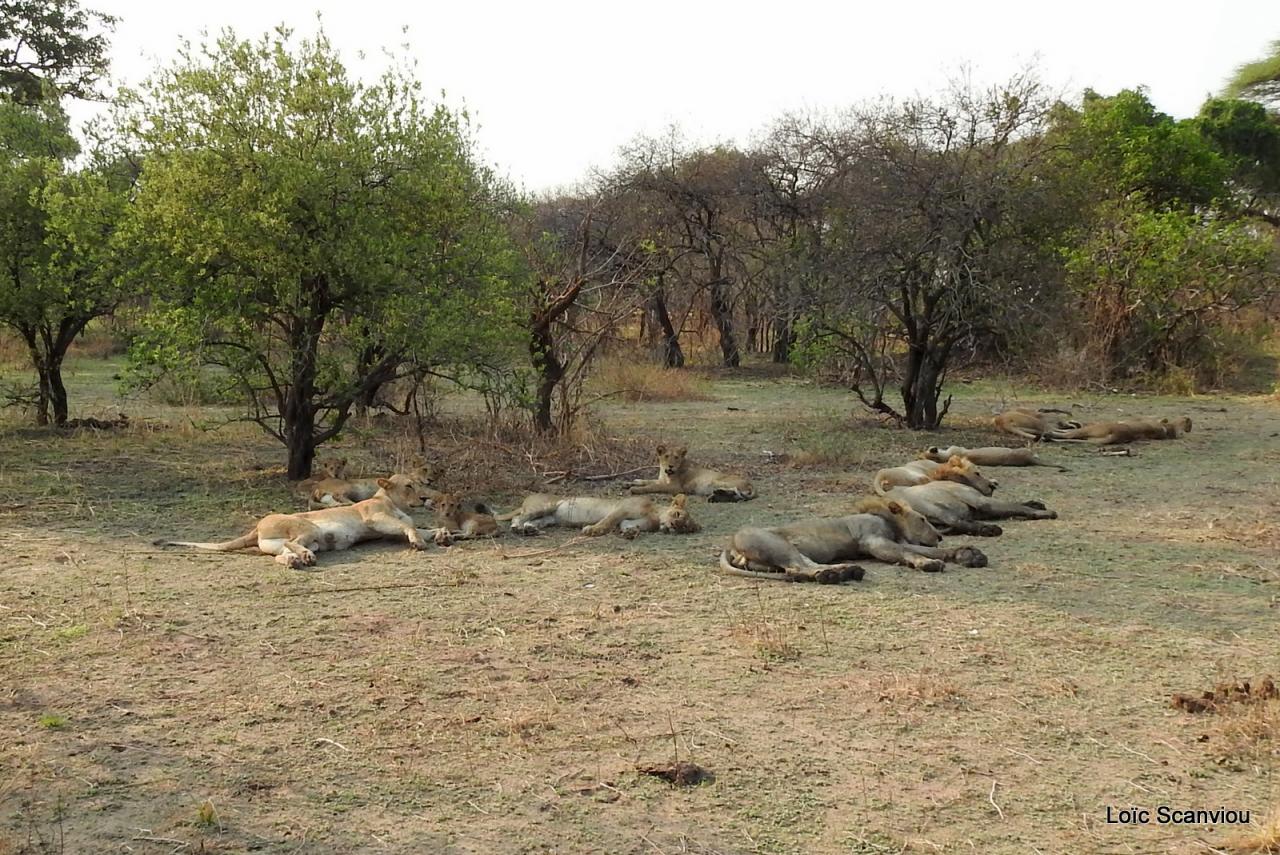Lion (39)