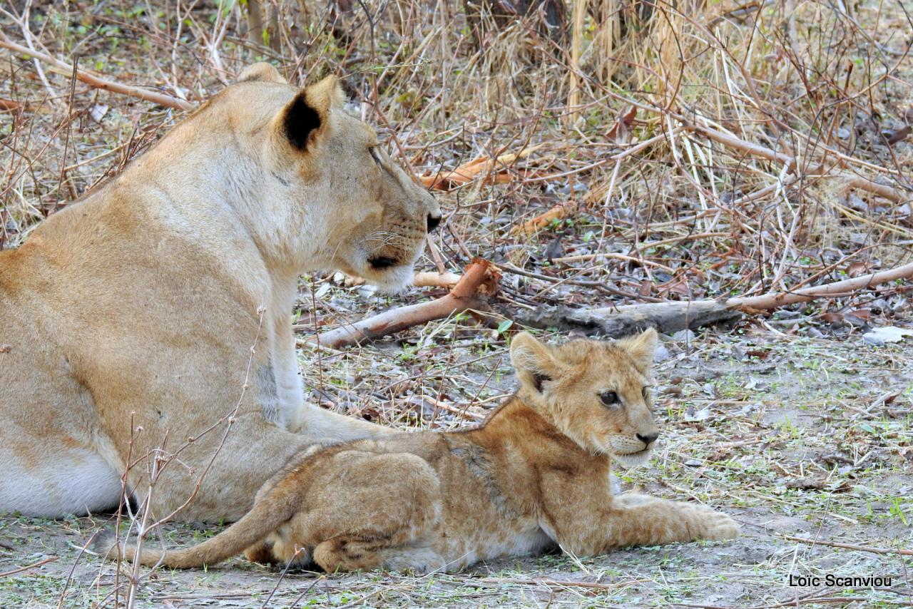 Lion (37)