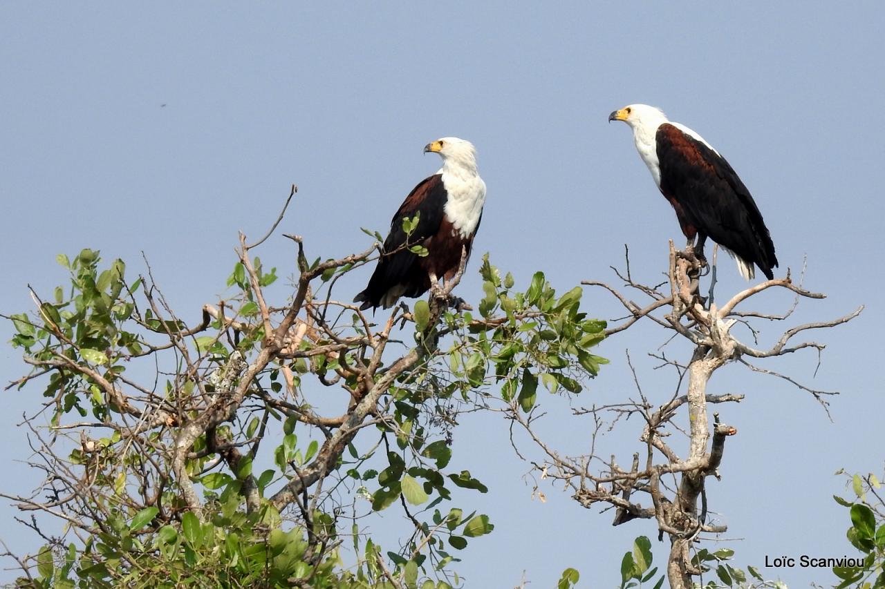 Aigle vocifère/African Fish Eagle (6)