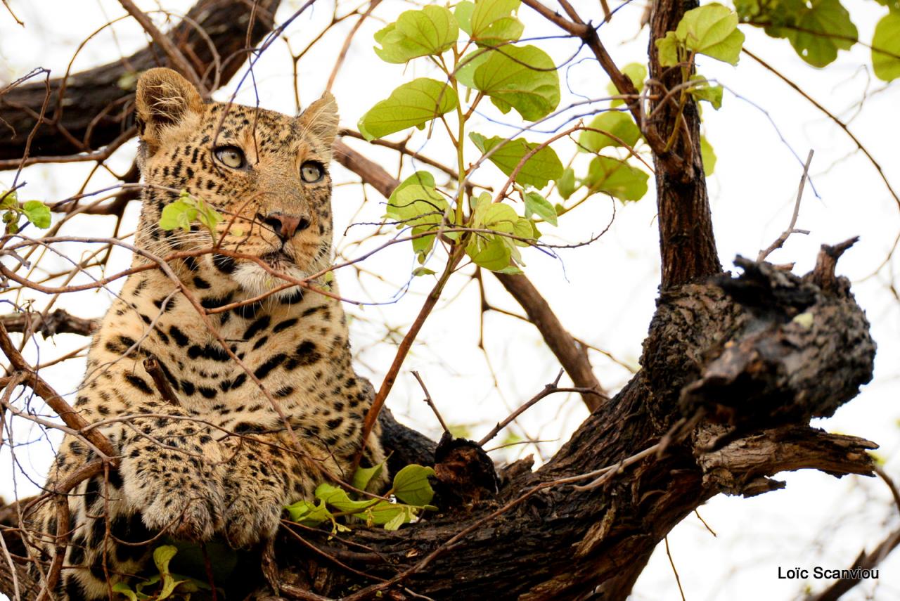 Léopard se reposant dans un arbre (3)