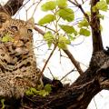 Léopard se reposant dans un arbre (3)