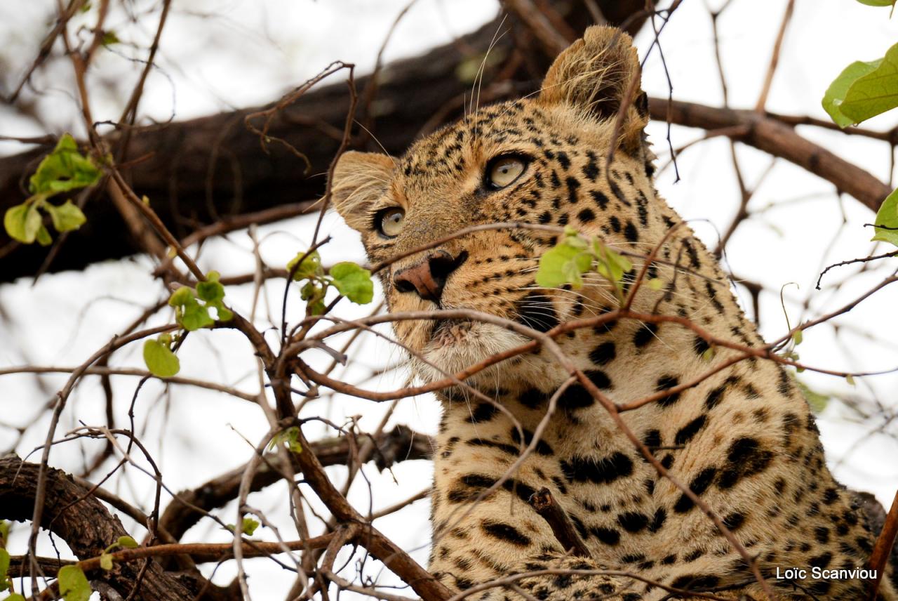 Léopard se reposant dans un arbre (4)