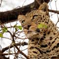 Léopard se reposant dans un arbre (4)