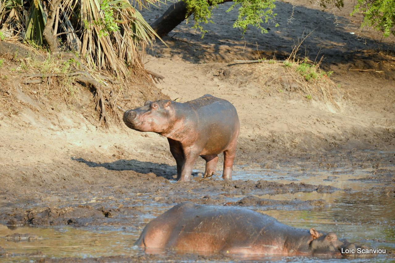 Hippopotame/Hippopotamus (8)