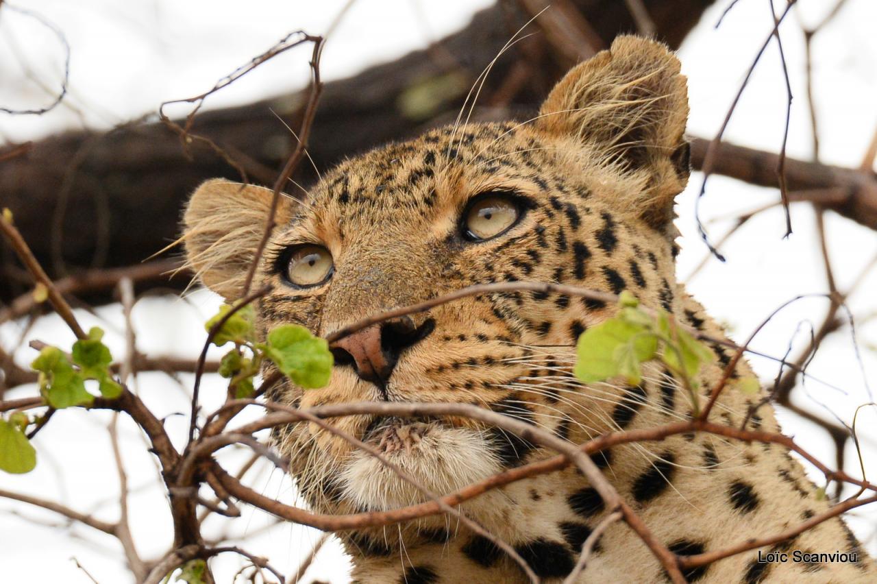 Léopard se reposant dans un arbre (5)