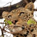 Léopard se reposant dans un arbre (5)