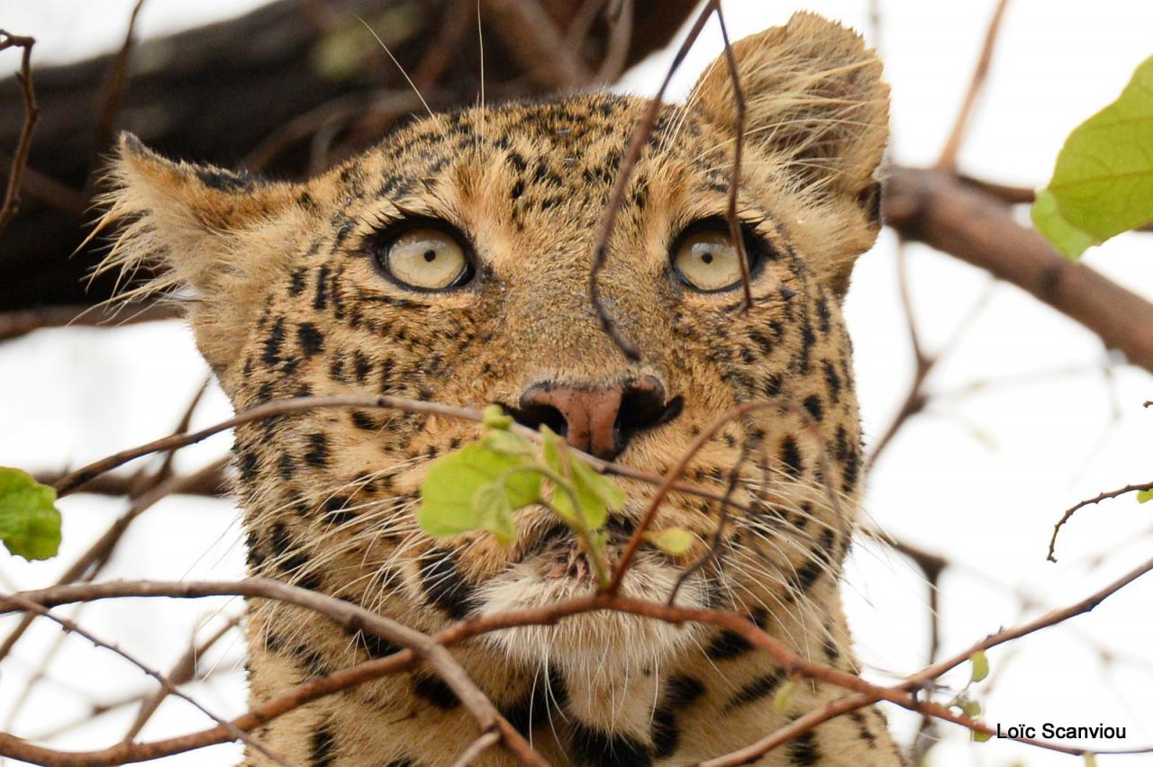 Léopard se reposant dans un arbre (6)