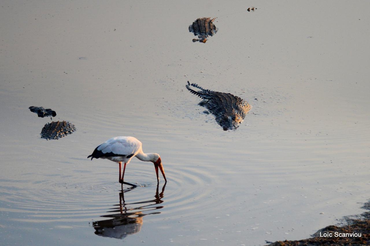 Tantale ibis/Yellow-billed Stork (1)
