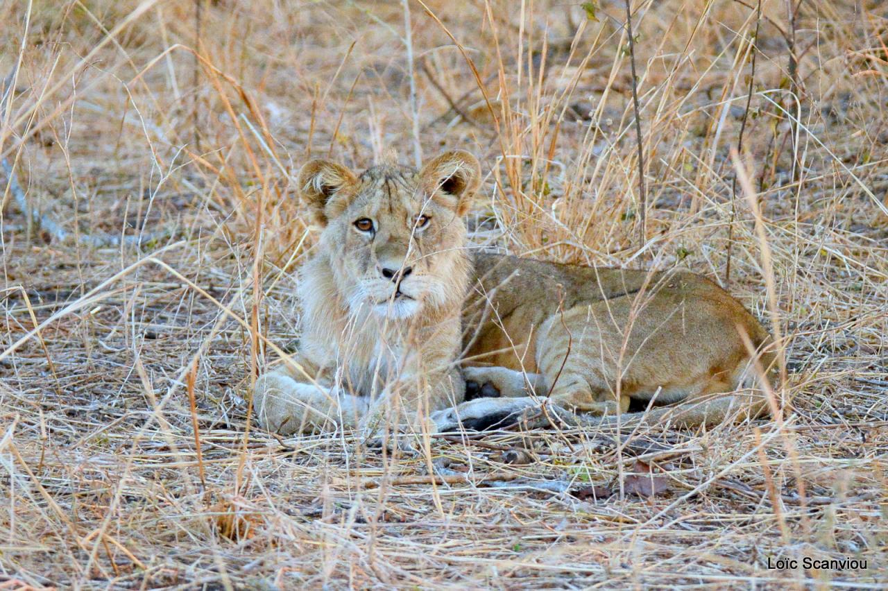 Lion (4)