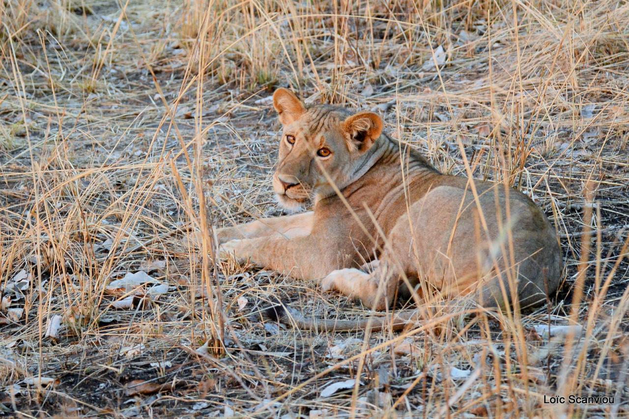 Lion (5)