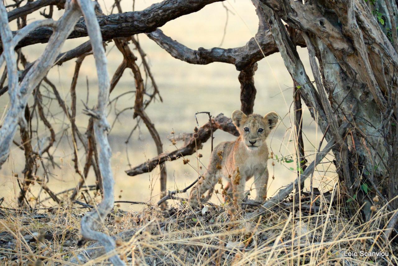Lion (6)