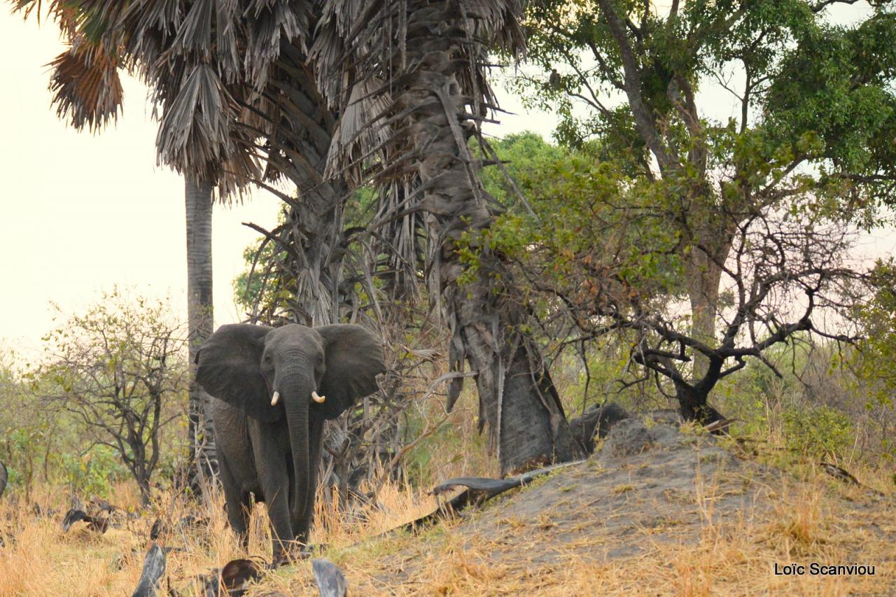 Eléphant (4)