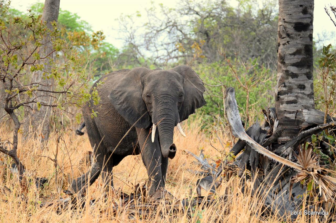 Eléphant (6)