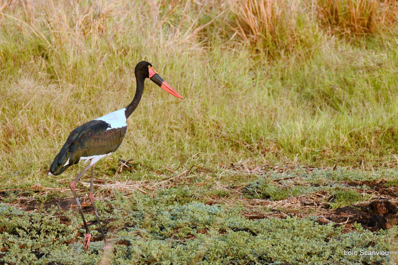 Jabiru d'Afrique/Saddle-billed Stork (2)